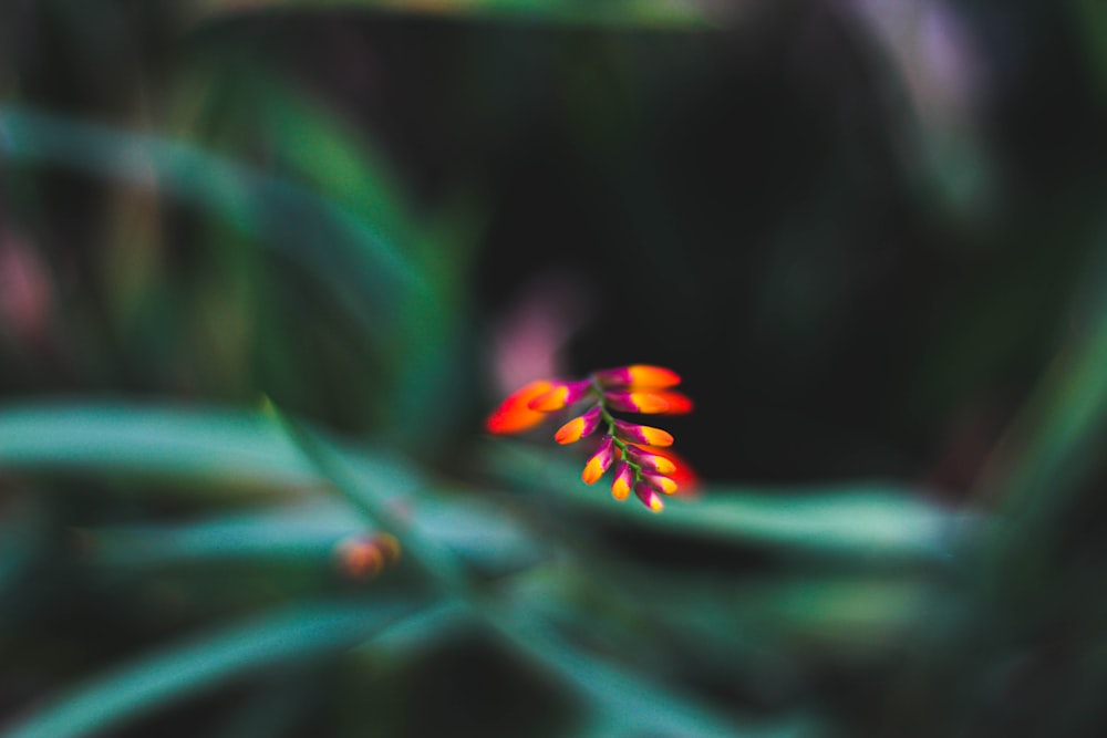 orange and yellow flower in tilt shift lens