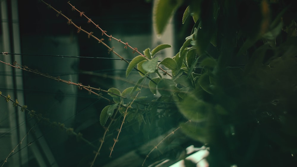 brown wooden fence with green leaves