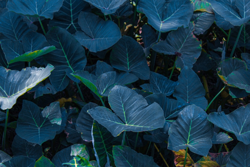 green leaves plant during daytime