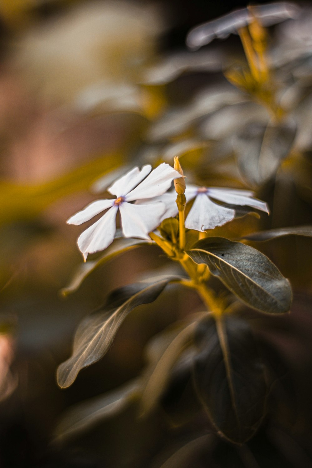 white and yellow flower in tilt shift lens