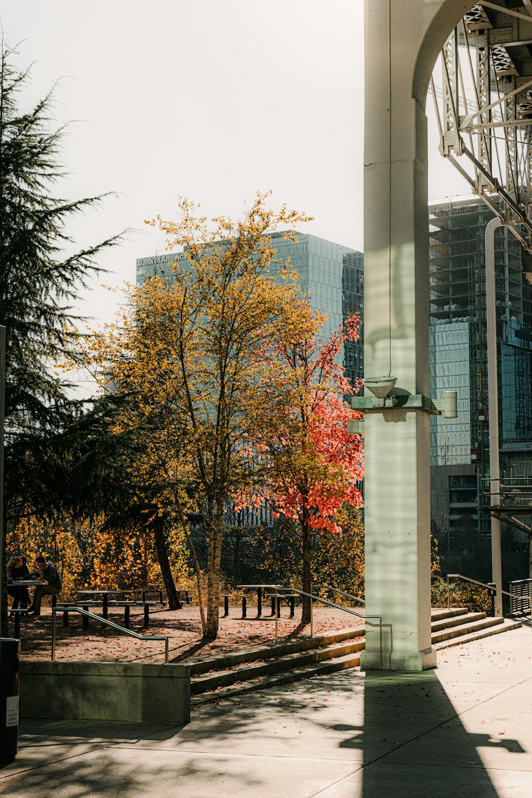 brown trees near high rise building during daytime