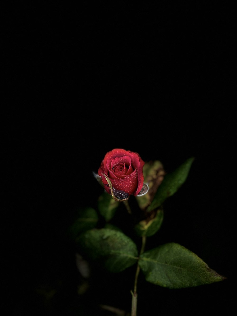 red rose in dark room
