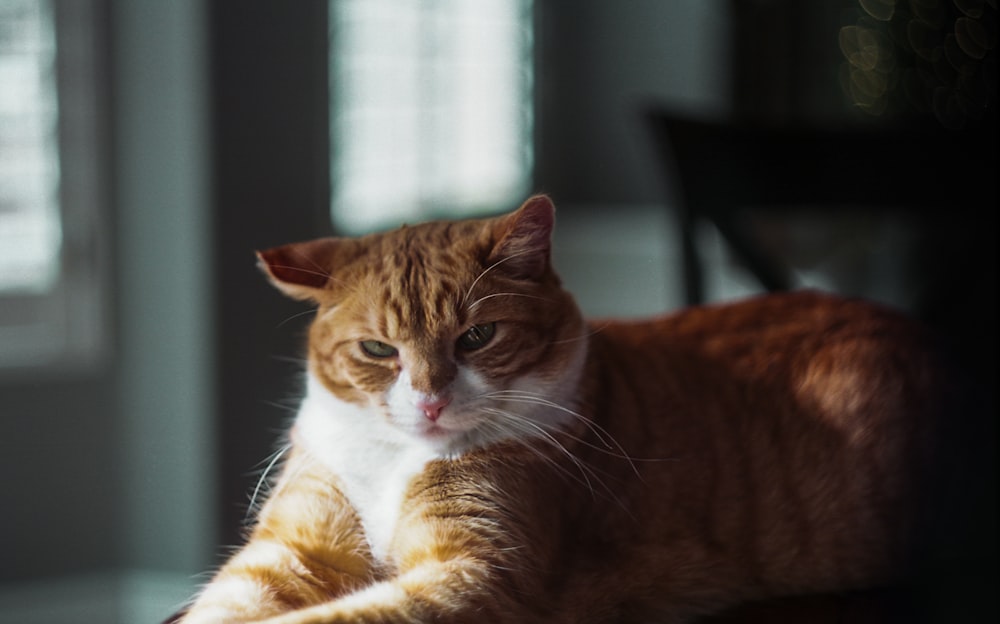 orange and white tabby cat