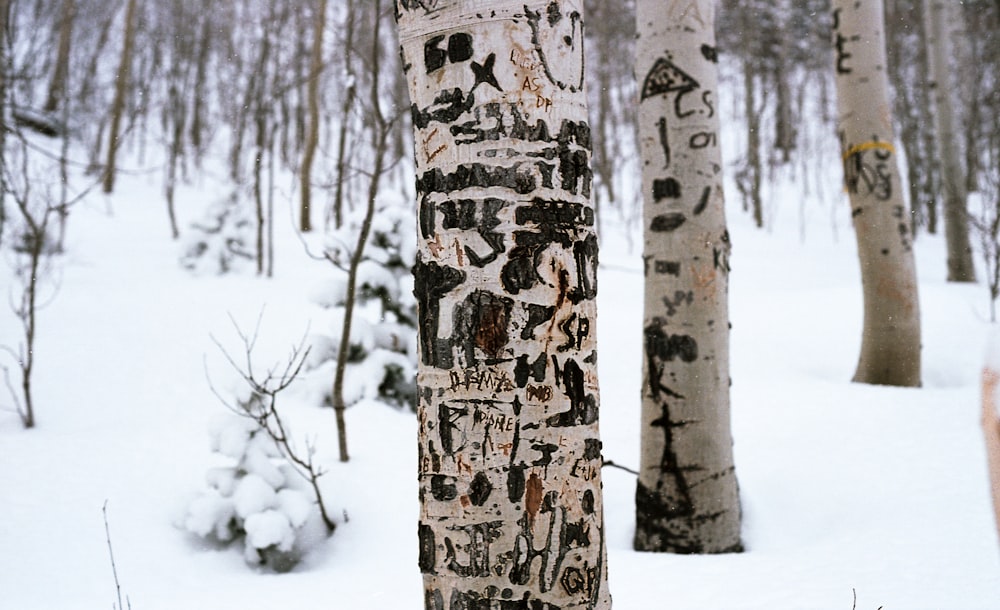 brown tree trunk covered with snow