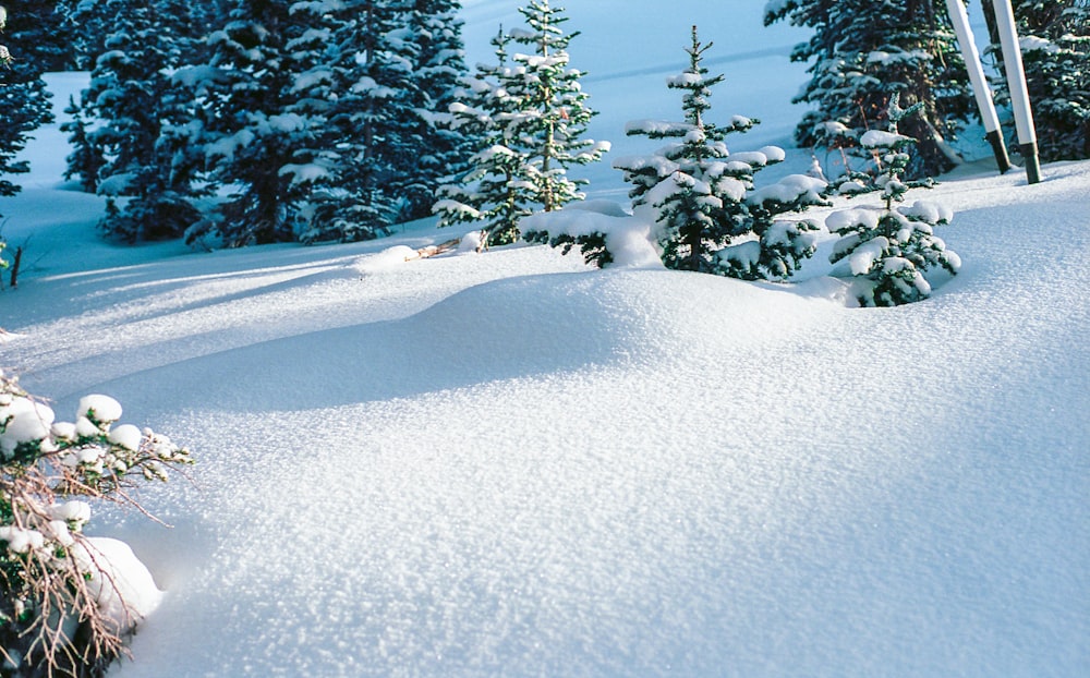 Grüne Kiefern, die tagsüber mit Schnee bedeckt sind