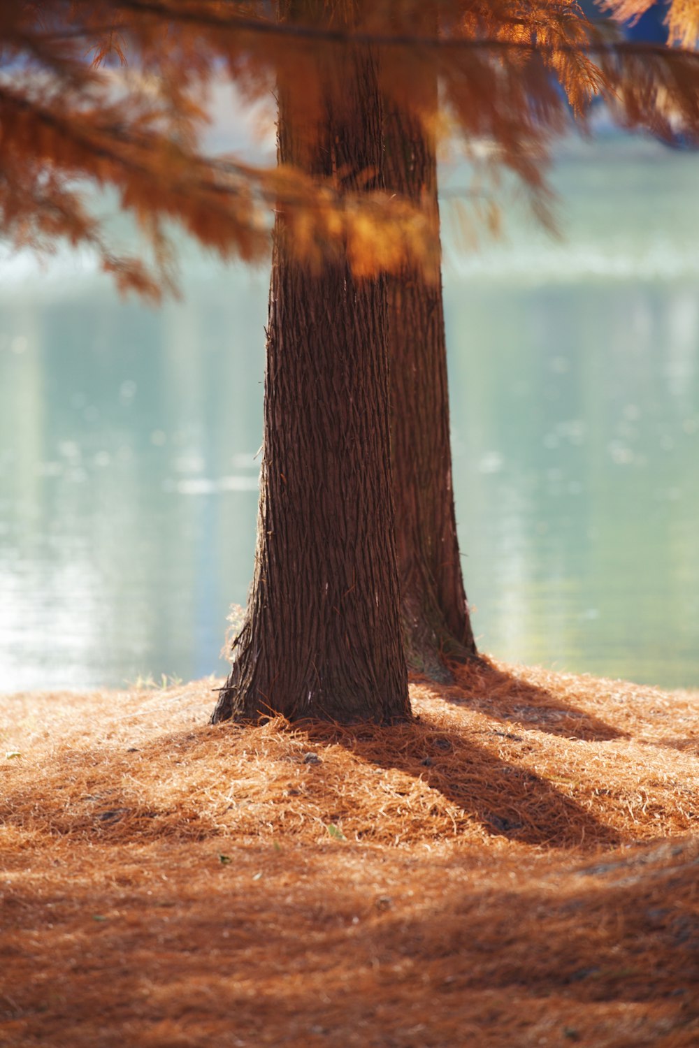 brown tree trunk near body of water during daytime