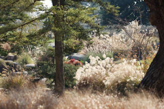 A lush landscape featuring diverse ornamental plants.