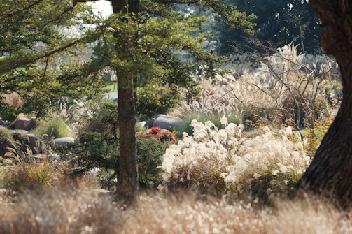A front yard landscaped with drought-resistant ornamental grasses blending textures and colors.