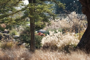 A beautifully landscaped yard showcasing native plants.