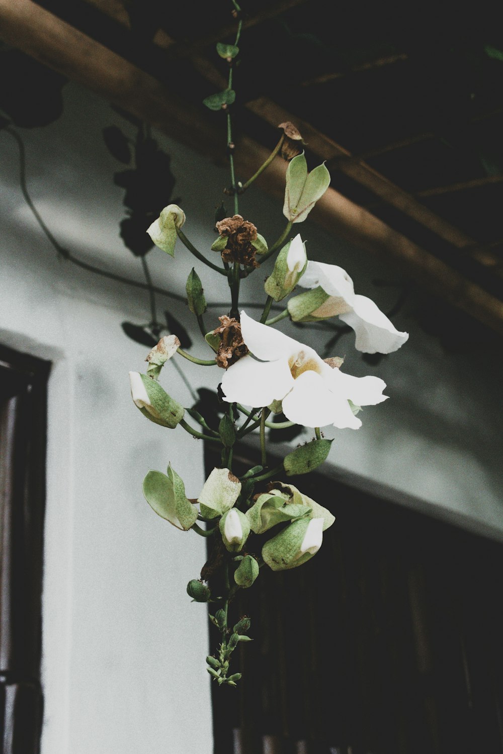 white moth orchids in bloom