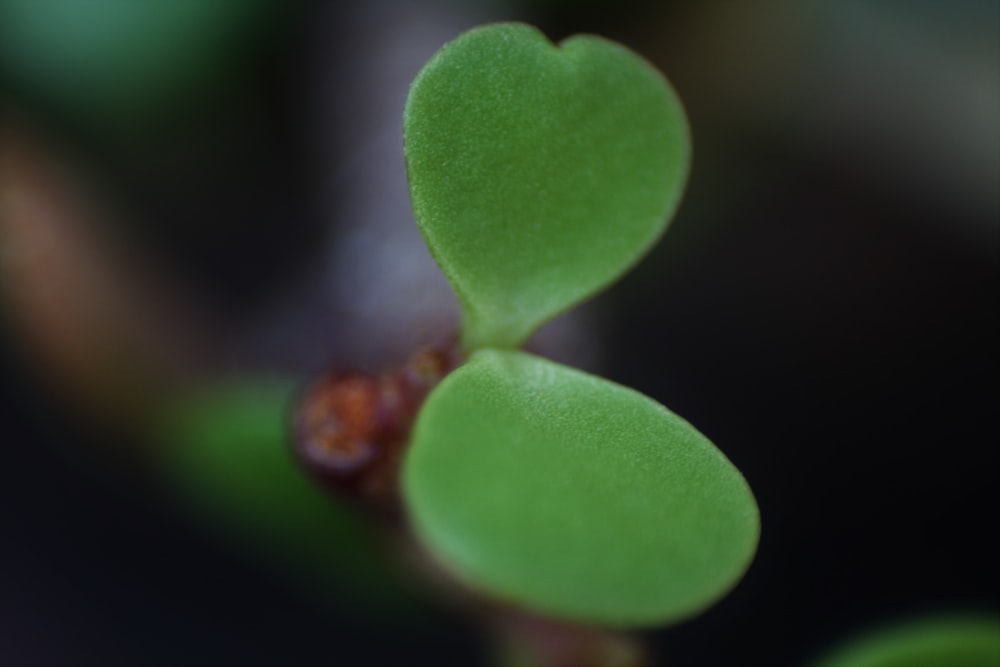 green heart shaped leaves in tilt shift lens