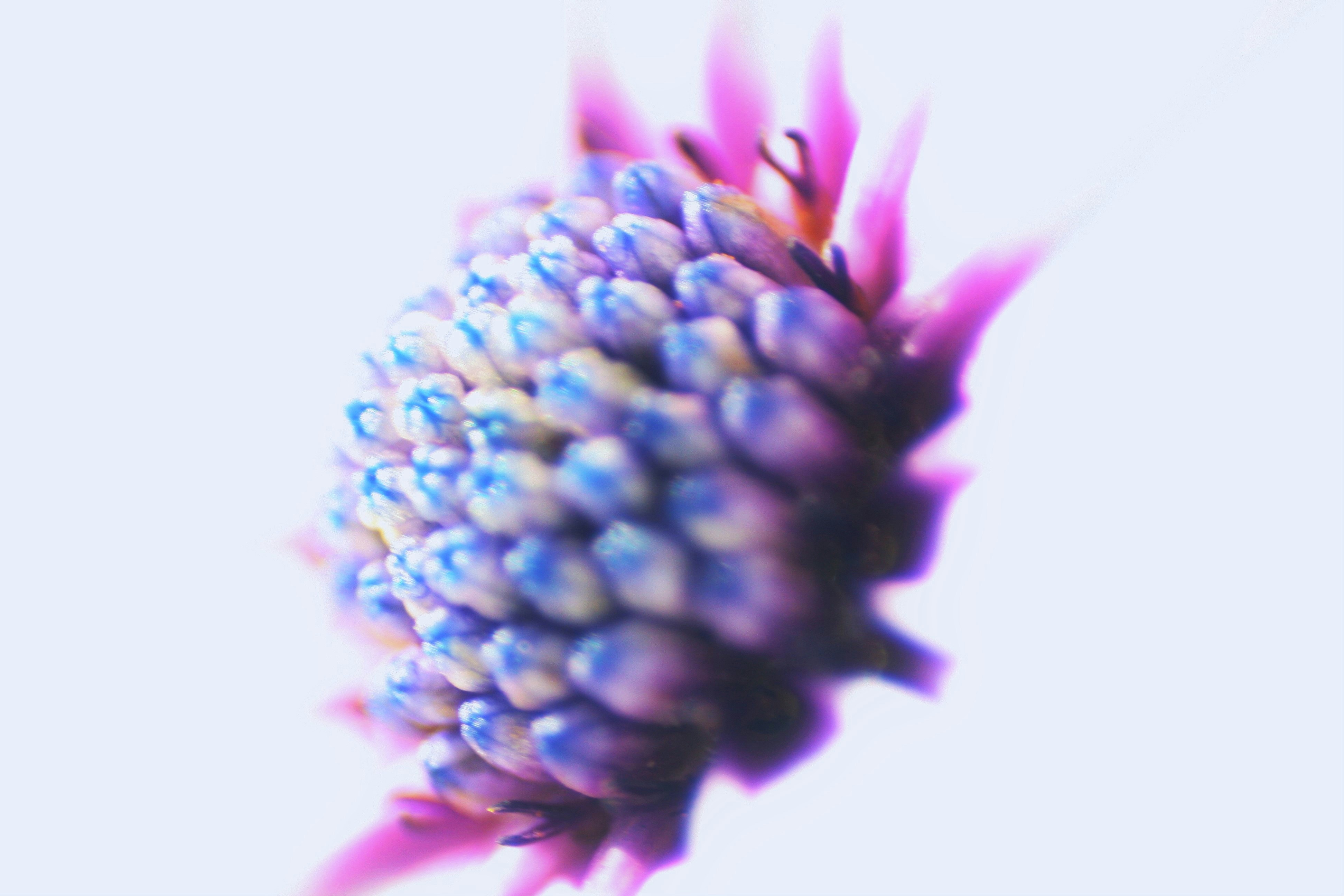 Blaue und rosa Blume in Makrolinse