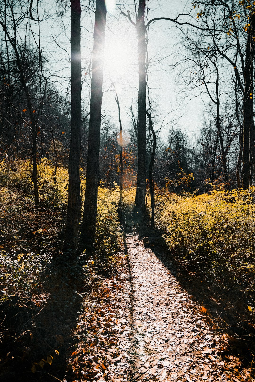 brown trees on brown leaves during daytime