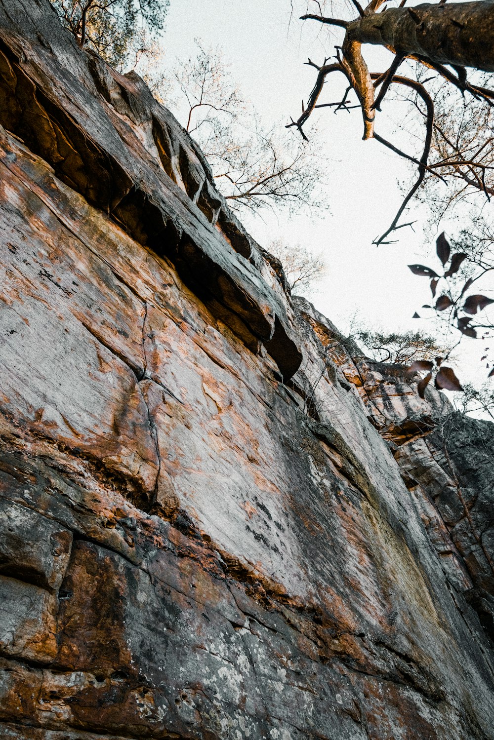 a tree growing out of a crack in a rock wall