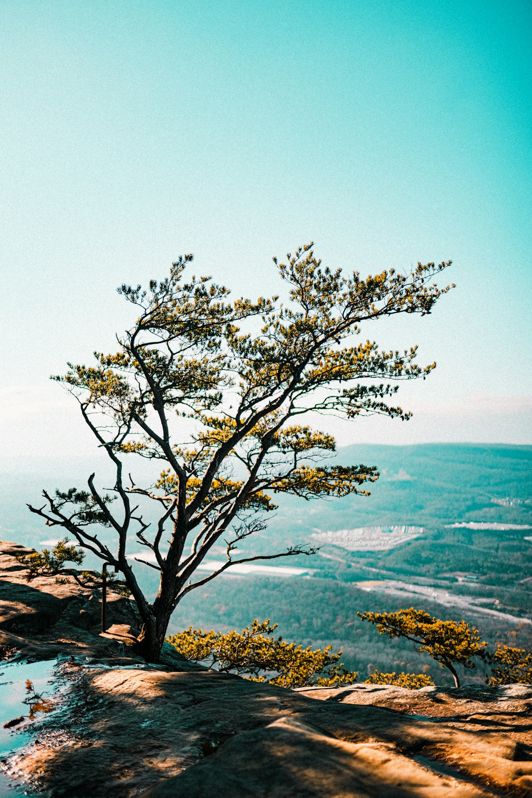 bare tree on island during daytime