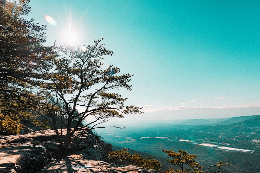 leafless tree on rocky shore during daytime