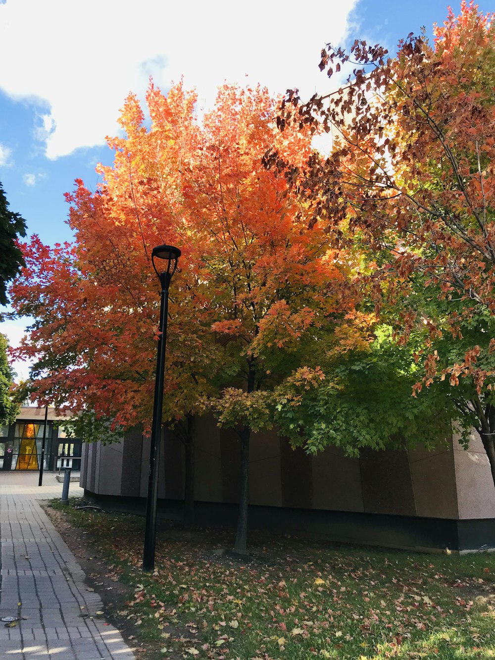 black street lamp near trees during daytime