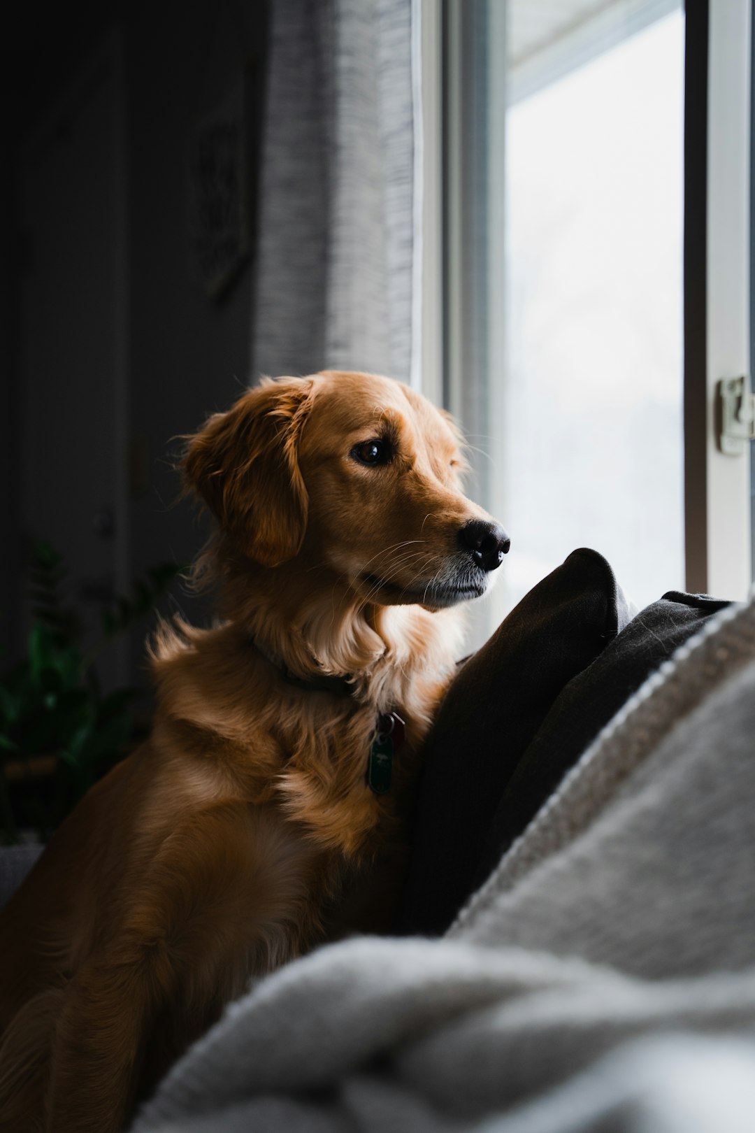 golden retriever lying on black textile