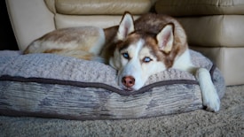 A husky dog with striking blue eyes is lying on a comfortable, cushioned dog bed. The dog appears relaxed and is resting its head on the bed, with a background of a leather sofa and carpeted floor.