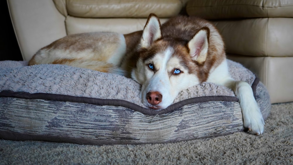 white and brown siberian husky lying on gray wooden floor