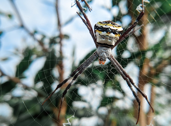 A spider with distinctive black, yellow, and white markings is positioned at the center of its web. The background is blurred with greenery, suggesting a natural outdoor setting. The web is intricately woven, catching the light.