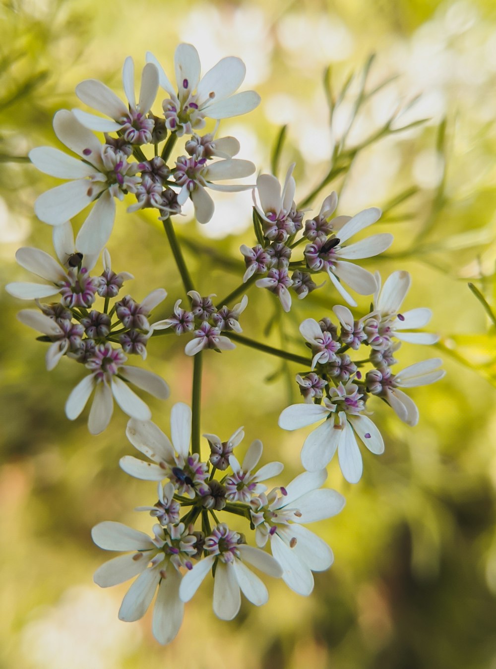 white and purple flowers in tilt shift lens