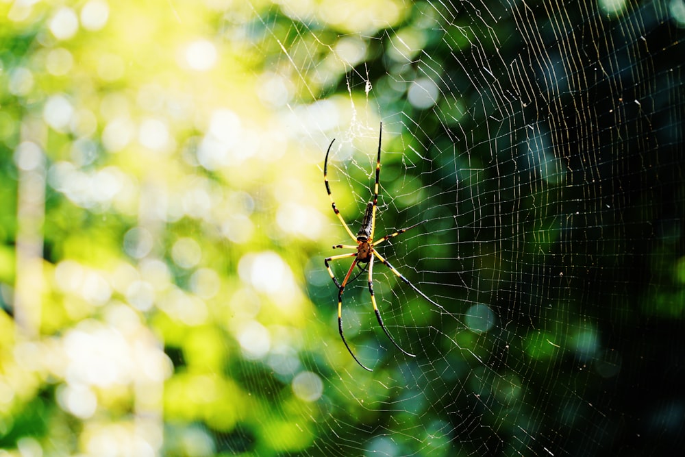 brown spider on spider web in close up photography during daytime