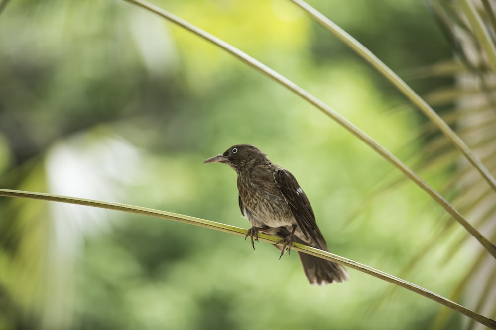 brown bird on green stem during daytime
