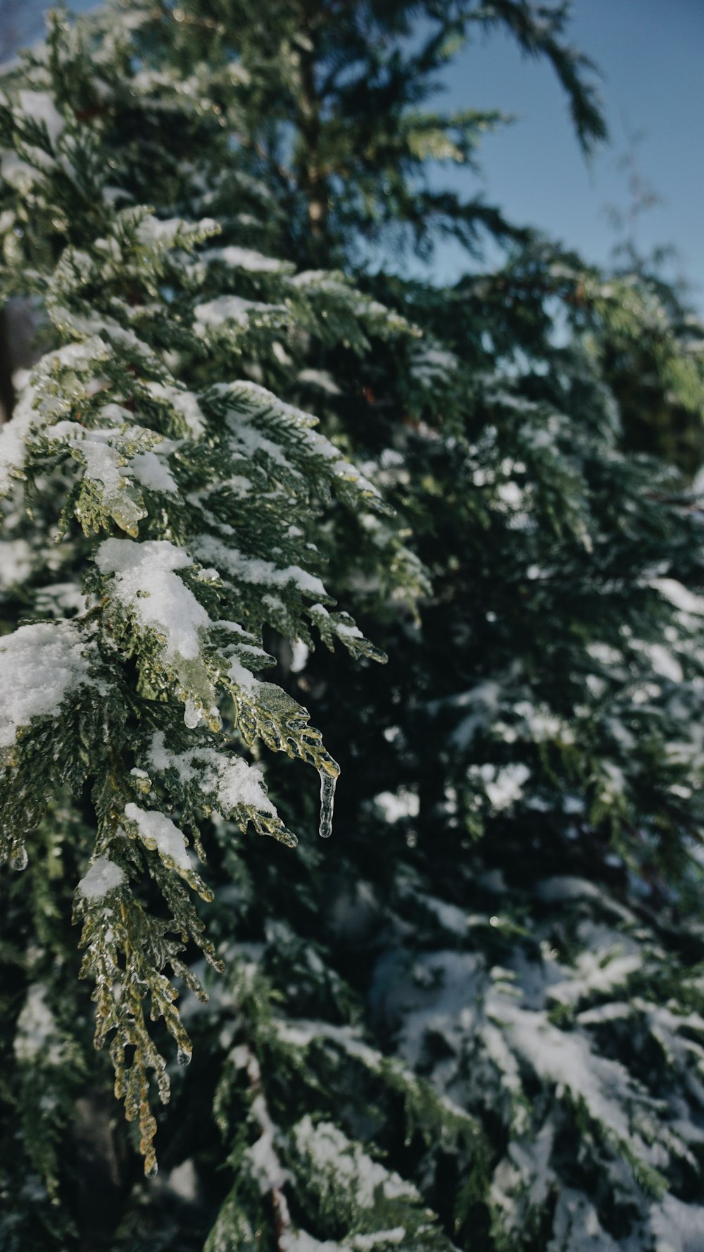 green pine tree covered with snow