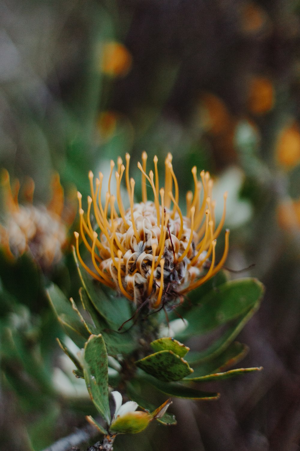 yellow flower in tilt shift lens