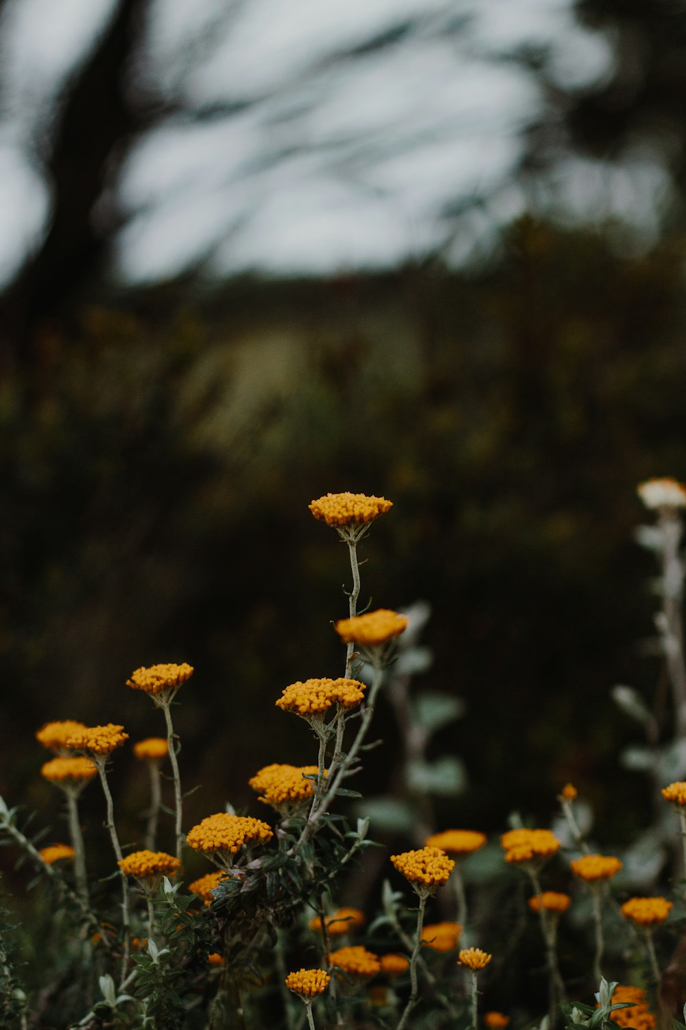 brown flower in tilt shift lens