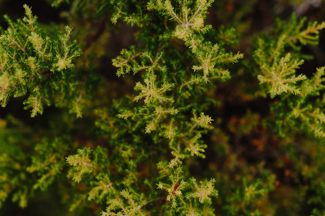 green and brown tree in close up photography