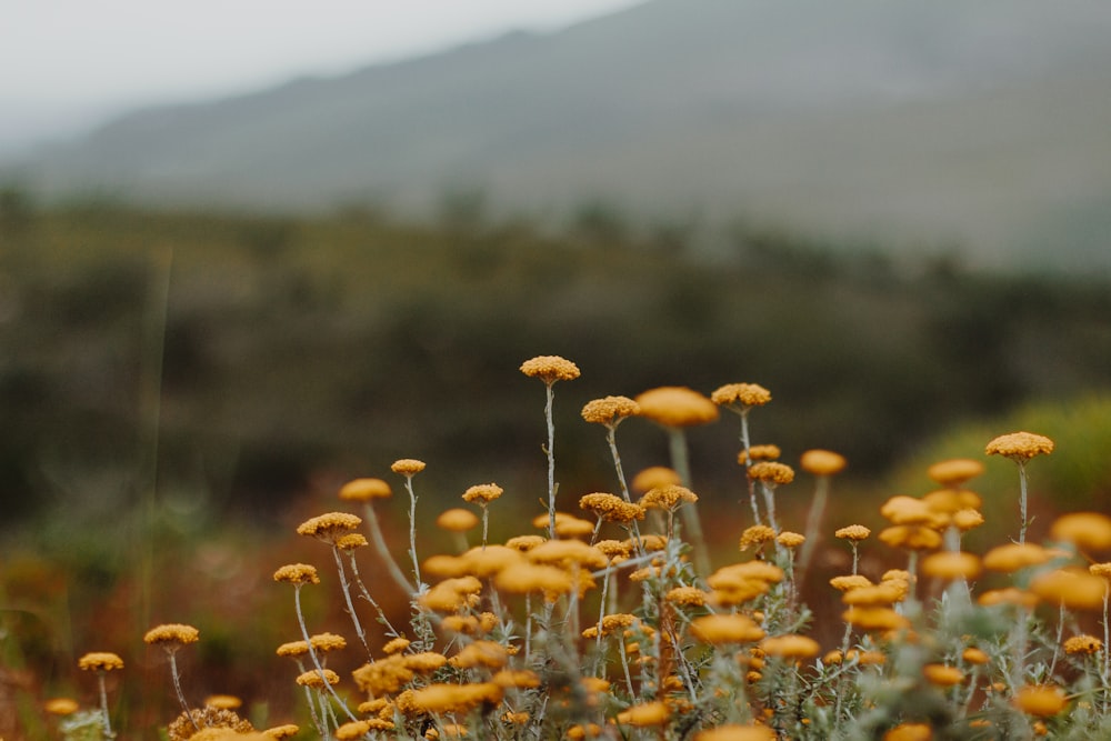 yellow flowers in tilt shift lens