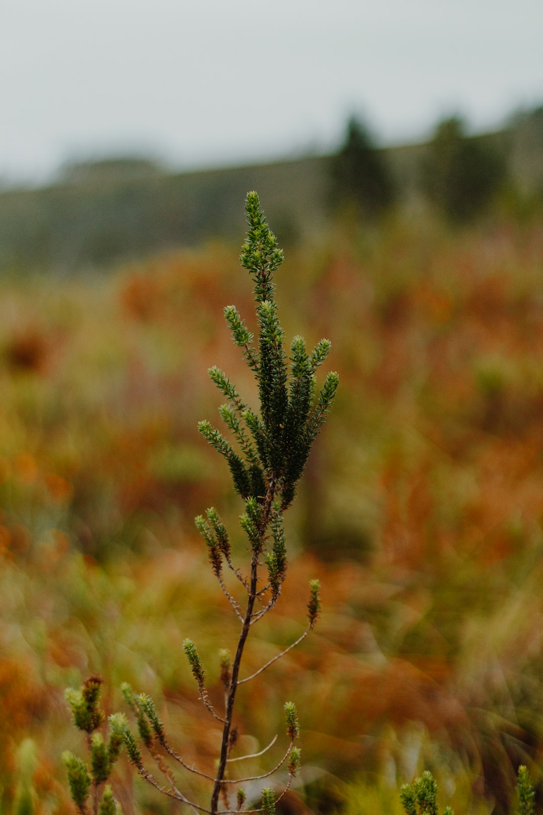 green plant in tilt shift lens