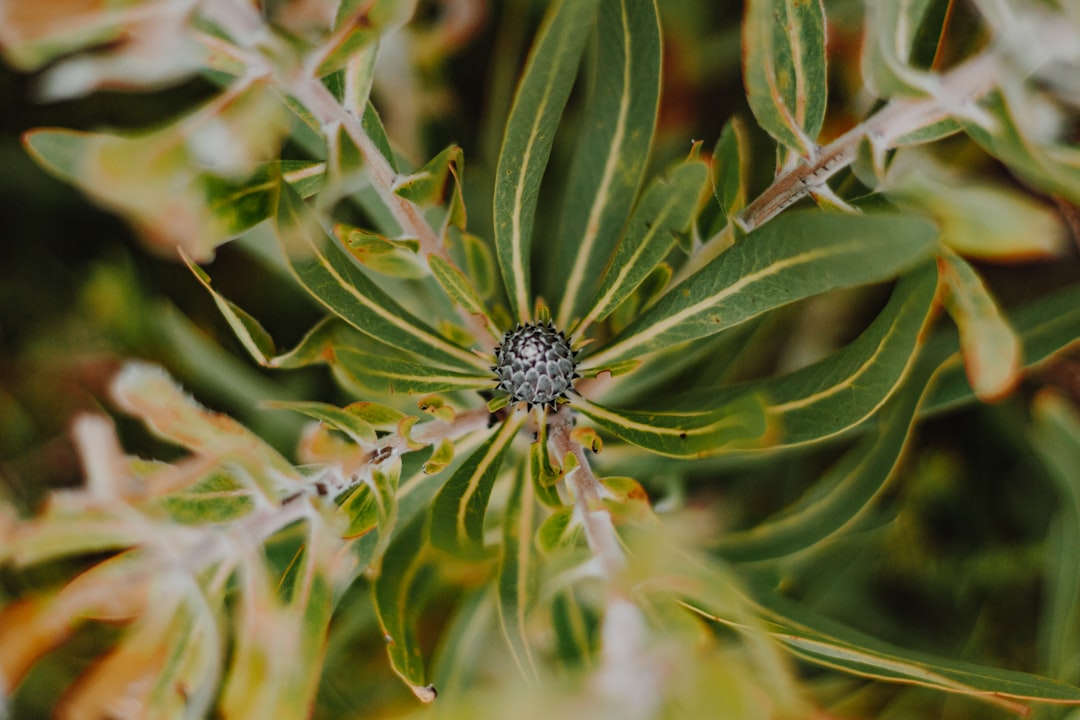 black and white spider on green plant