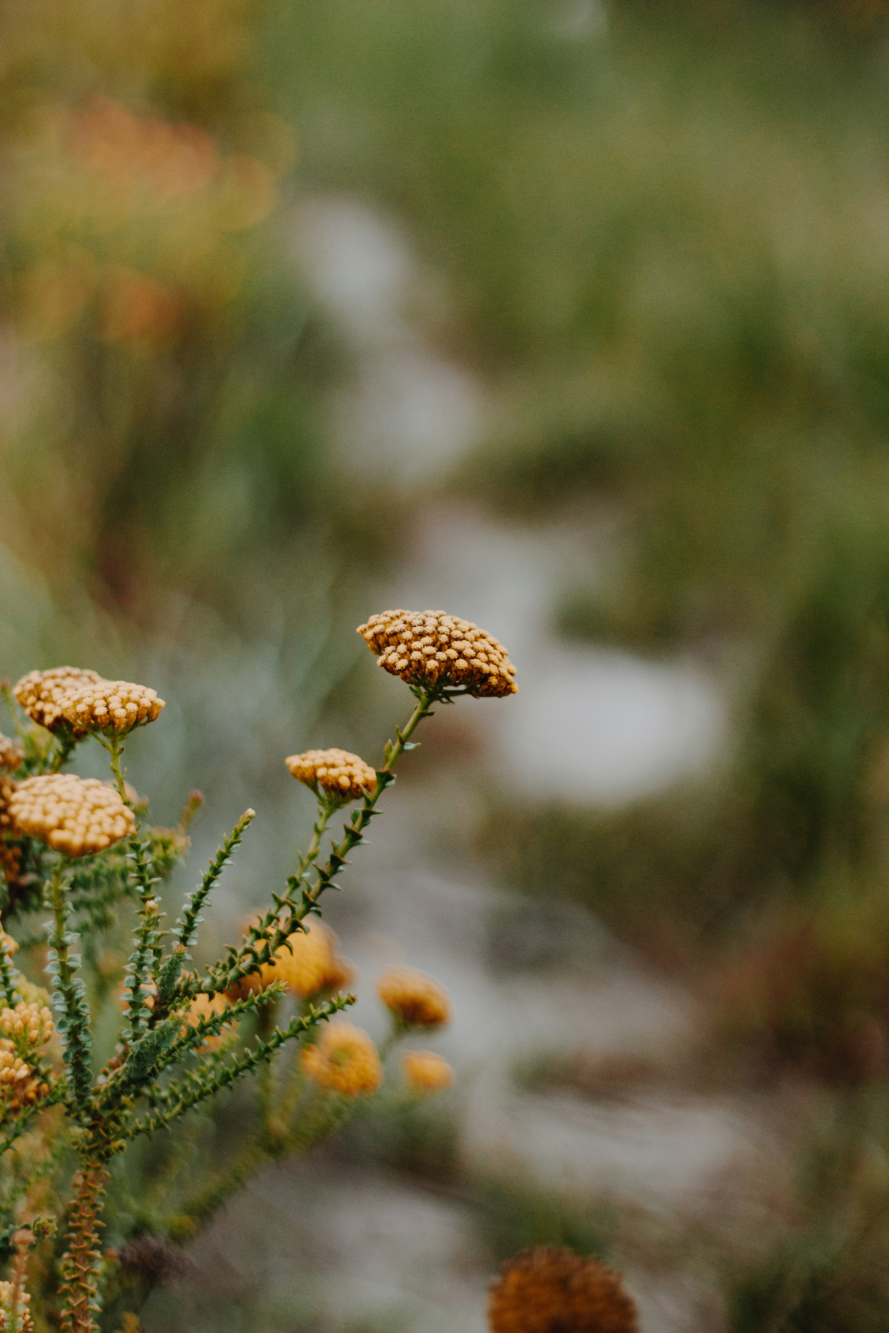 brown flower buds in tilt shift lens