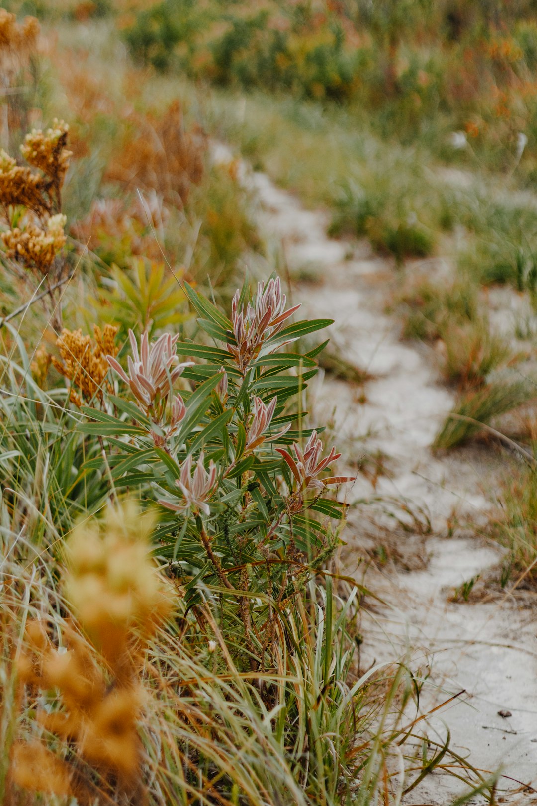 green and brown grass on white sand during daytime