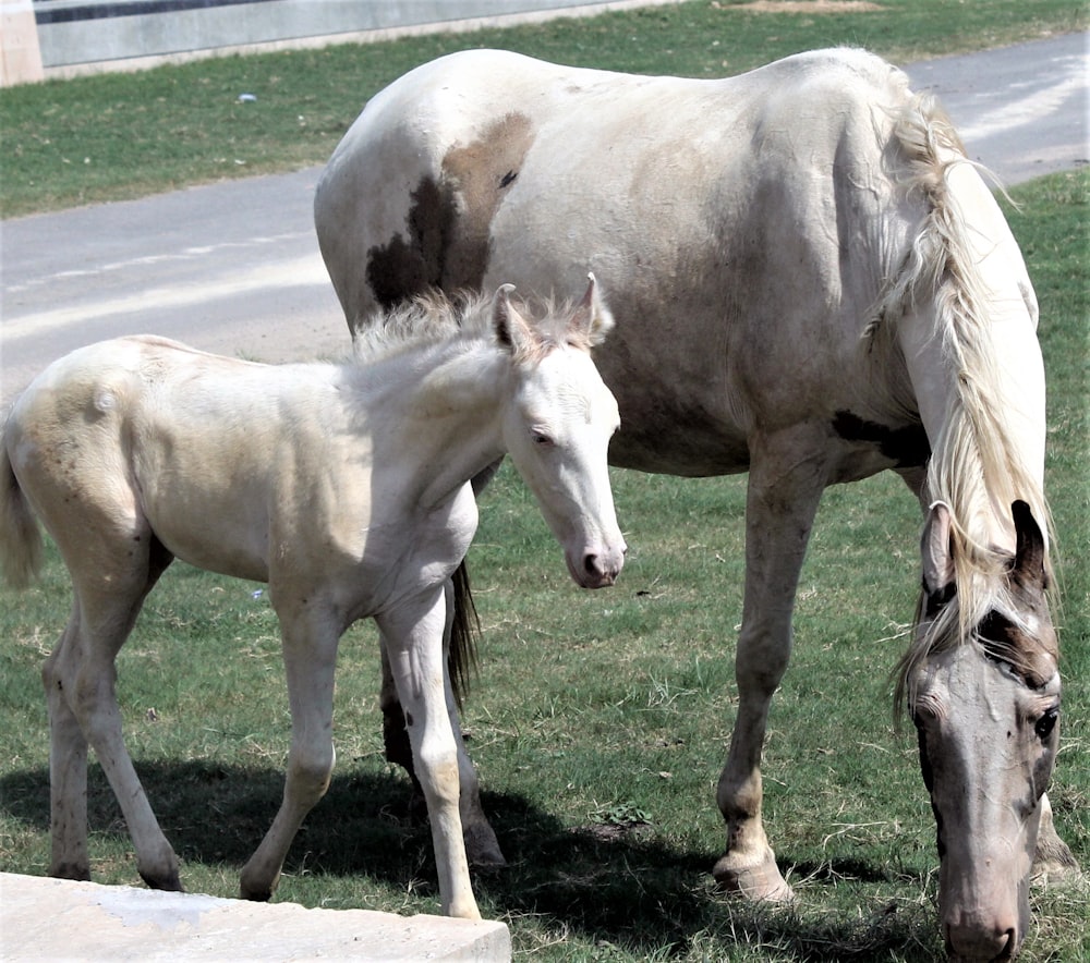 white horse on green grass field during daytime