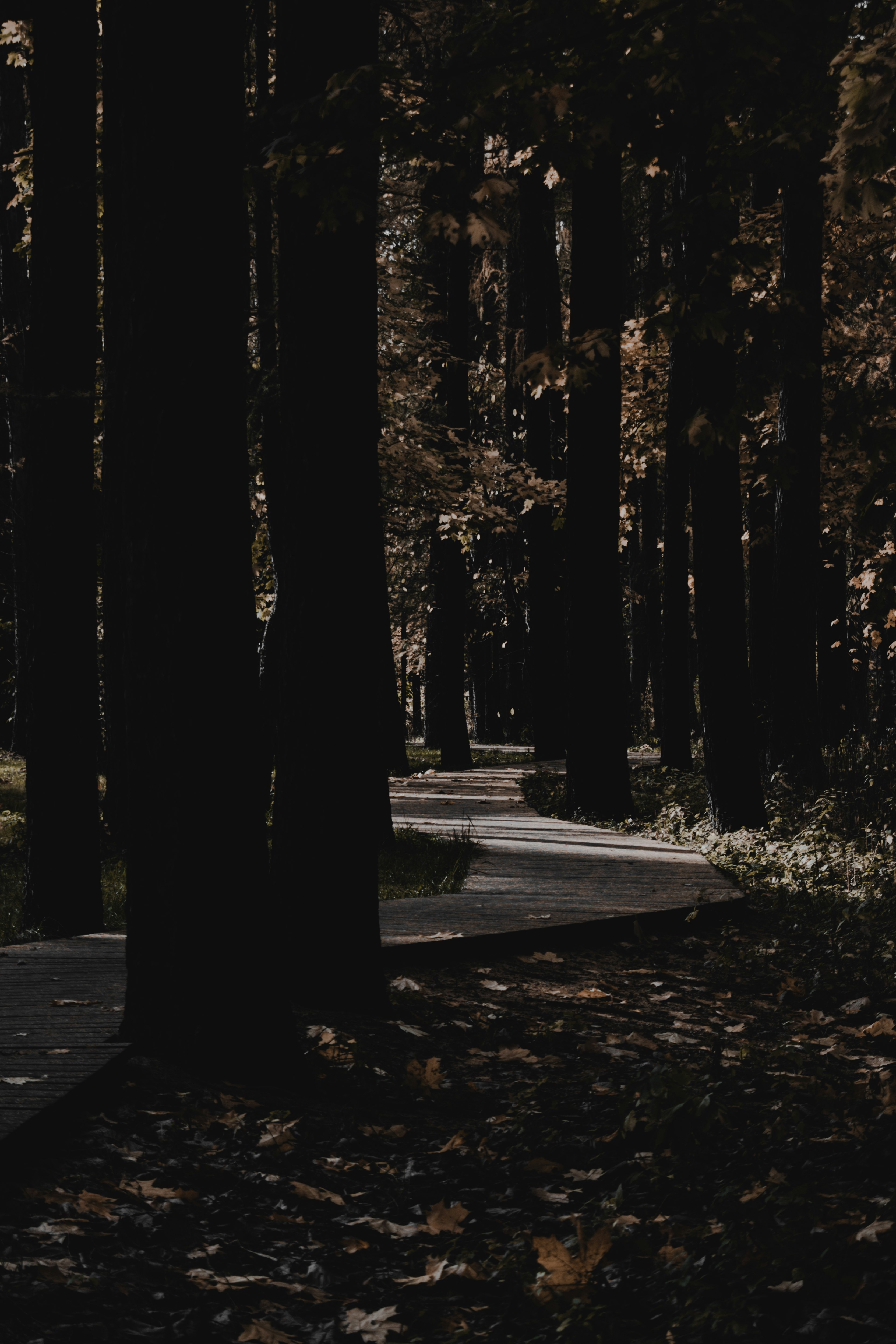 grayscale photo of trees and road