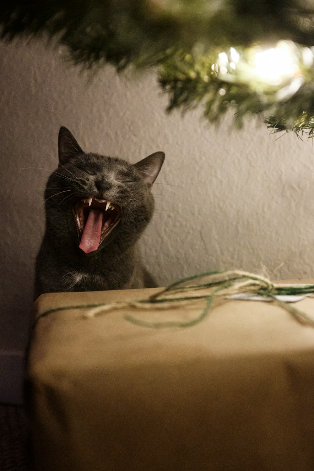 schwarze Katze auf braunem Textil