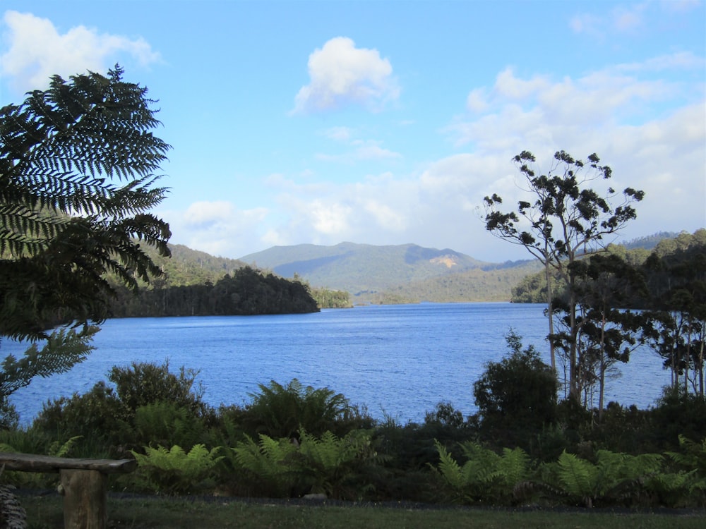 green trees near body of water during daytime