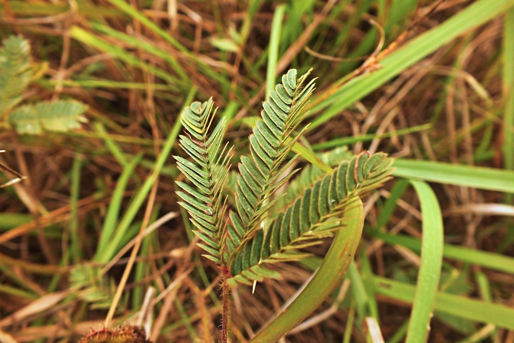 green plant in macro lens