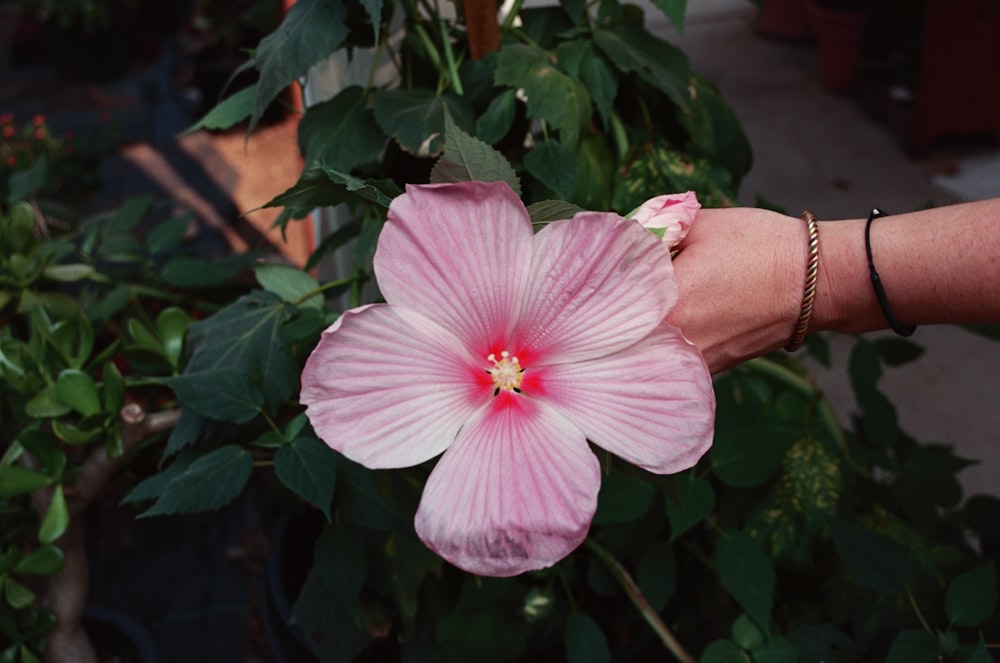 pink hibiscus in bloom during daytime