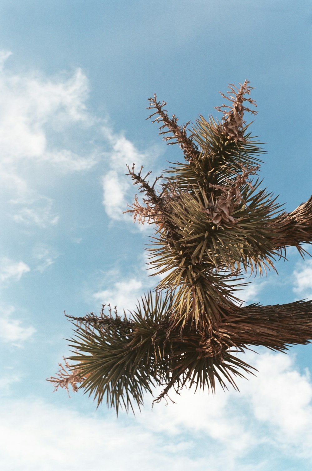 green tree under blue sky during daytime