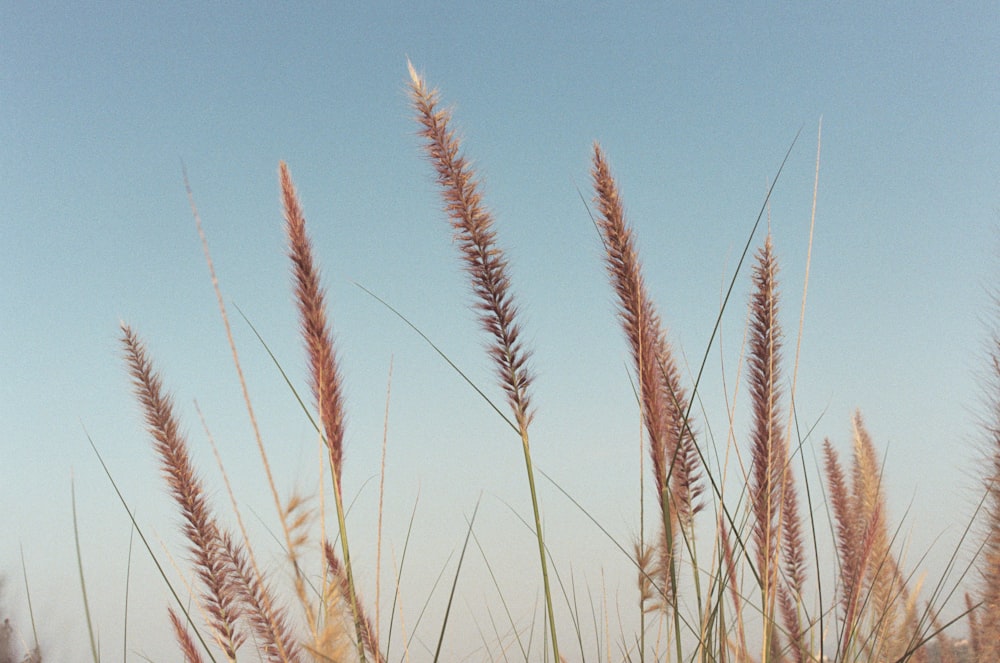 brown wheat field under blue sky during daytime