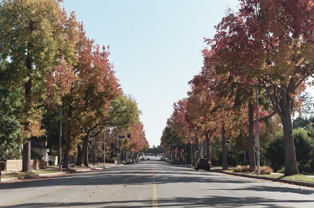 gray concrete road between trees during daytime