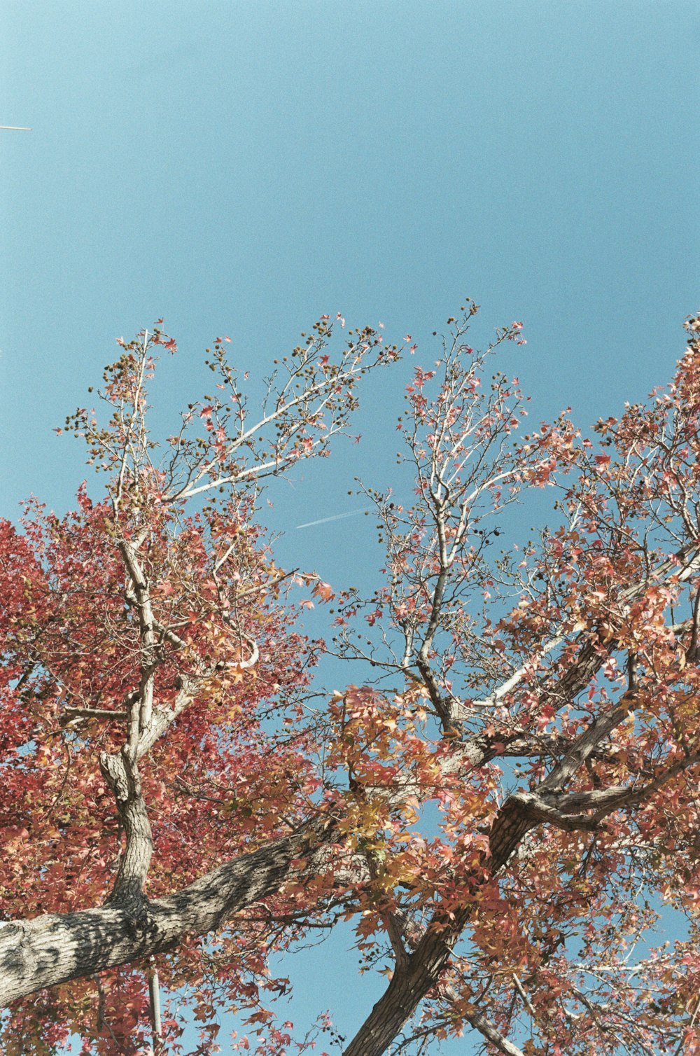 pink cherry blossom tree under blue sky during daytime