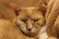 A happy elderly cat resting comfortably on a cozy blanket with a subtle medical collar, showing calm and trust.