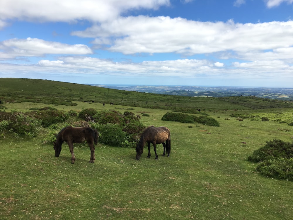 brown horse on green grass field under blue sky during daytime