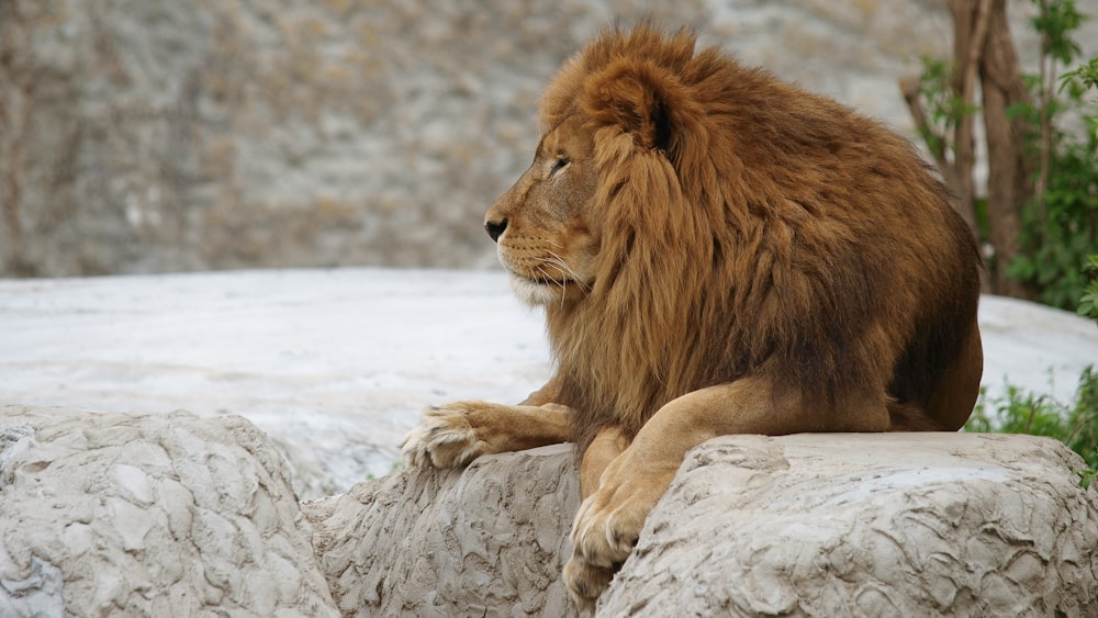 Lion brun couché sur la neige blanche pendant la journée